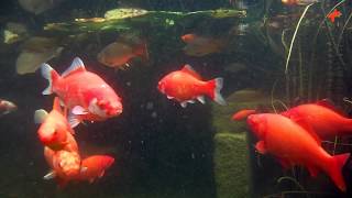 Amazing veiltail and fantail goldfish [upl. by Gnohc787]