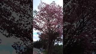 රෙබරෝසියා🌸🌸මල් මැදින් අපි යමු🤪🫣Tabebuia rosea💕rosy trumpet tree [upl. by Millford648]