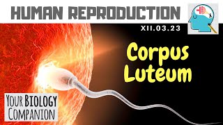 XII0323 – Corpus Luteum  NEETAIIMS  ExamForU [upl. by Jacobine]