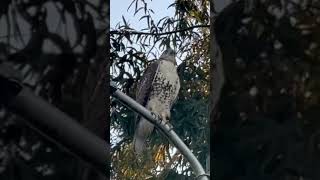 nature moments headspin hawkeye [upl. by Khichabia]