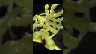 SEA SPIDERnayiasha amazingfact trending ytshortsviral [upl. by Kitti]