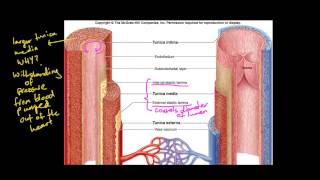 Maintaining a Balance  Dot point 23  Veins Arteries Capillaries  Relate structure to function [upl. by Ahtiek]