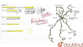 A giant chromosome with a number of chromonemata  12  HEREDITY AND VARIATION  BIOLOGY  SANTR [upl. by Labors]