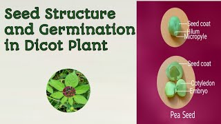 Dicot Seed Structure [upl. by Acinemod]