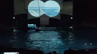 Dolfinarium Video2 Harderwijk Netherlands [upl. by Angela]