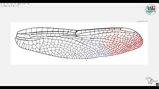 WingSegment Video S2 [upl. by Irok]