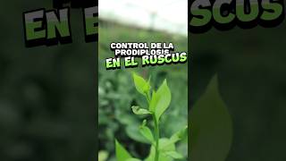 Cómo Identificar y Erradicar la Plaga Prodiplodis en tu Cultivo de Ruscus 🌱🪲 [upl. by Natala]