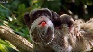 Emperor Tamarin Families  BBC Earth [upl. by Argent]