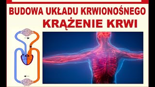 Krążenie krwi Obieg krwi Budowa układu krwionośnego [upl. by Cleti300]