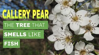 Callery Pear  The Tree That Smells Like Fish [upl. by Lennor]