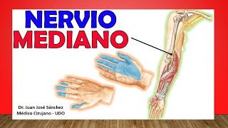 🥇 Anatomía del NERVIO MEDIANO Ramas Inervación Cutánea Fácil Explicación [upl. by Greeley]