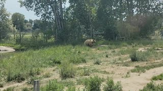 Bear world yellowstone part 1  family vlog [upl. by Beret]