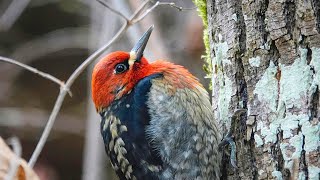 Up Close With A Redbreasted Sapsucker [upl. by Yarised]