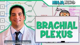 Neurology  Brachial Plexus [upl. by Mooney153]