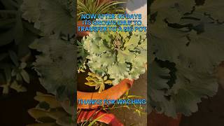 how to grow ornamental cabbage [upl. by Erskine]