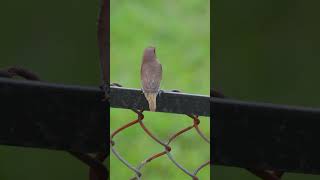 Indecisive Bird birds birdsvideo birdslover 4k urbanwildlife nature indecisive munia [upl. by Sauncho]