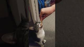 La MORDEDURA de este GATITO 😍 cat foryou parati kitten cute shortvideo shorts short cutecat [upl. by Dnalyr250]