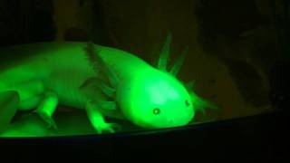 Connecticut College Chemistry Genetically Modified Glowing Axolotls [upl. by Anaylil]