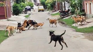 Real Street dogs attack on Rottweiler amp 2German shepherd [upl. by Brom]