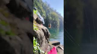 Vitznau part 3 😅🕸️🕷️🌊🏖️🌿🚞🌳🌲 Luzern Switzerland yosha28 [upl. by Jenkel169]