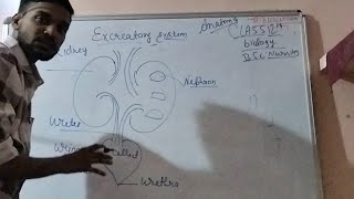 how to draw an excretory system in a 1 min kidney structureclass 10th science biology nursing [upl. by Amlas86]