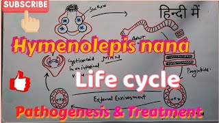 Hymenolepis nana Life cycle Clinical symptoms amp Treatment  in hindi [upl. by Uyr]