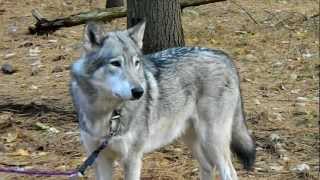 Cree the Timber Wolf howling [upl. by Aisined]