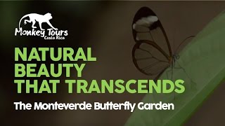 The Monteverde Butterfly Garden in Cerro Plano Costa Rica [upl. by Aryas]