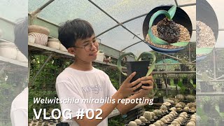 Repotting my prized possession  Welwitschia mirabilis  The Crowned Hardinero [upl. by Leisam331]