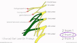 Lumbar Plexus  Structure and Branches  Anatomy Tutorial [upl. by Friday]