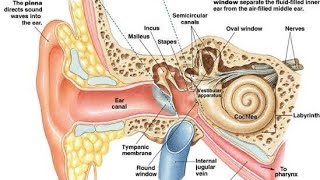 EAR 1 Read sembulingam with me  essentials of medical physiology external ear [upl. by Yddeg]