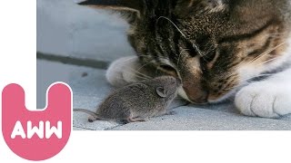 Cat and Mouse Become Best Friends [upl. by Lesya]