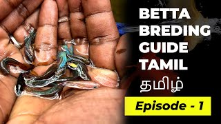 Betta breeding complete guide Tamil  Episode 1 [upl. by Reagen]