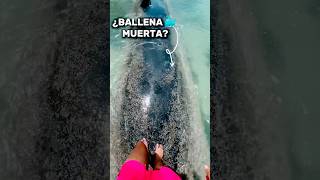 LAS BALLENAS MUERTAS EXPLOTAN 🤢 mexico humor shorts [upl. by Hadden]