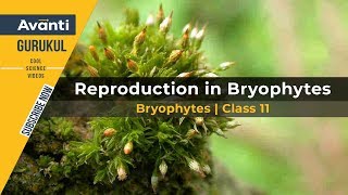 11B03  Plant Kingdom  Bryophytes Class 11  Moss  Reproduction in Bryophytes  Liverwort [upl. by Carnes]