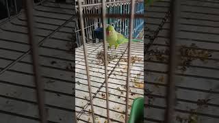 birdpat song boserhat to Kolkata  pigoneggbabyNiceNienke tumblerpigeonka51 [upl. by Silra]