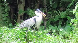 Garzón AzulCocoi HeronArdea cocoi [upl. by Nihs]