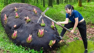 WOMEN Harvest Wild Tuber Germ to cook delicious meals  Harvesting and cooking  Lý Tiểu Luyến [upl. by Maren]