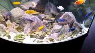 Acuario ciclidos africanos con extra rocas [upl. by Cozmo714]