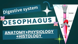 The oesophagus esophagus  Anatomy  physiology  Histology  full detail [upl. by Leffert]