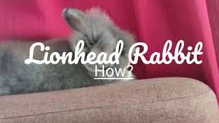 How to Take Care of Your Lionhead Rabbit [upl. by Ettennek]