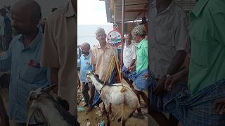 400 per kg shortfeed treanding youtubeshorts goat [upl. by Artemis]