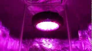 90w Led Grow Lights  Seven Spectrum by PRAKASA® [upl. by Pam]