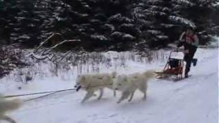 Schlittenhunderennen in Friedrichsbrunn im Harz [upl. by Yanrahc]