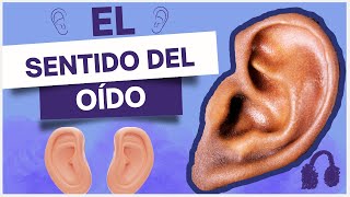 Para qué sirve el SENTIDO del OÍDO la OREJA y sus PARTES para NIÑOS Los 5 sentidosLove learning [upl. by Rehoptsirhc518]