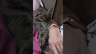 Kicking Back on Friday Night Super Cute cutecat bentleyourboykitty shortsvideo [upl. by Sender]