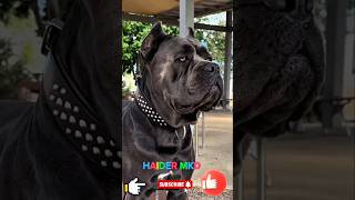 Amazinga fullentertainment video bestof fun part 88 HAIDER MKD [upl. by Leiand]