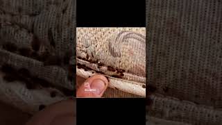 Beware of curbside Furniture Bed Bugs may be lurking [upl. by Mariska]