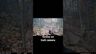 Turkey on trail camera nature outdoor camera turkey [upl. by Fausta]