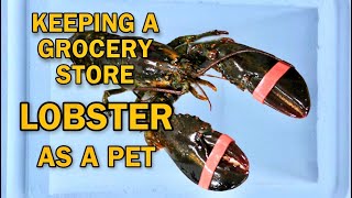 KEEPING GROCERY STORE LOBSTER AS A PET  RESCUE MISSION [upl. by Laina940]